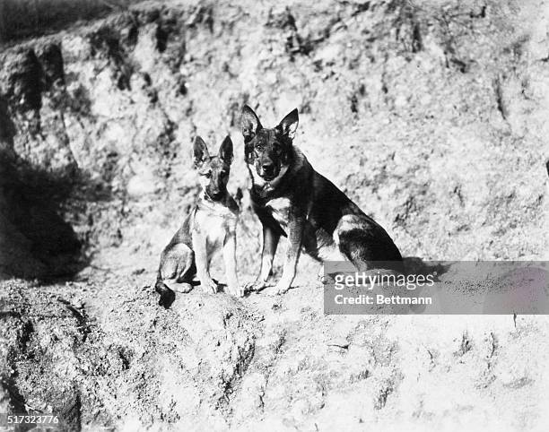 Rin Tin Tin starring in the Warner Brothers production. "While London Sleeps" with Rin Tin Tin Jr.