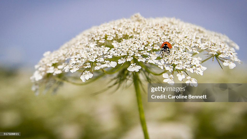 Lady bug on Queen Annes Lace