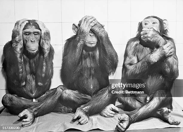 YOU'VE HEARD ABOUT--AND HERE IT IS ...THE OFTEN SPOKEN ANCIENT INDIAN PROVERB, 'HEAR NO EVIL, SEE NO EVIL AND SPEAK NO EVIL' IS SHOWN HERE IN THE...