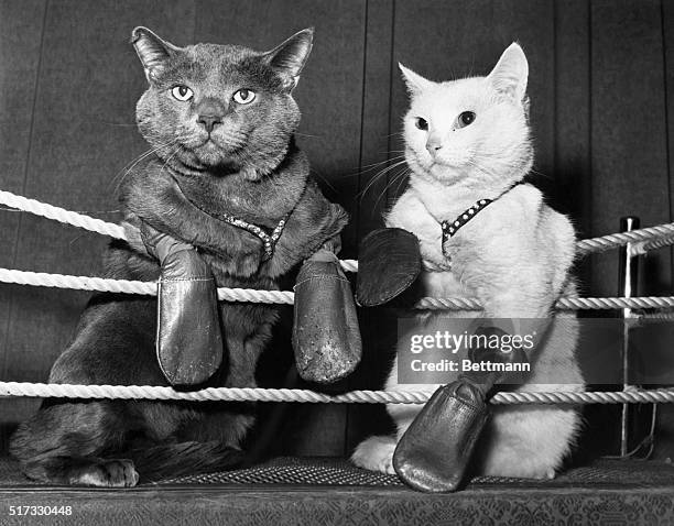 Dallas, TX: Dogged determination lights the eyes of these boxing cats, who perform nightly at Abe's Colony Club in Dallas, TX. Champ Patterson and...