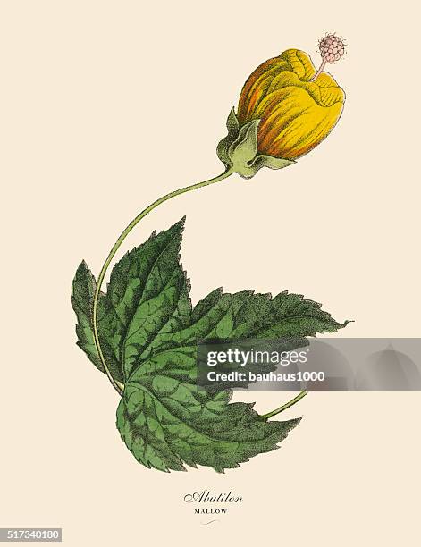 mallow, abutilon plant, victorian botanical illustration - flowering maple tree stock illustrations