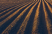 Rows pattern in a plowed field