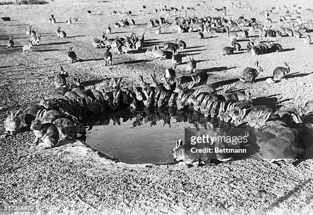 Adelaide, Australia: Things are really hopping at this waterhole as wild rabbits gather to drink. The "convention" is a common sight in the "Outback"...