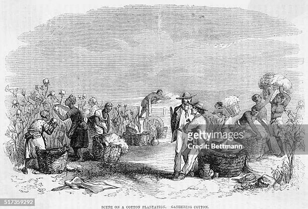 Illustration depicting a scene on a Southern cotton plantation. Workers are shown gathering cotton. Undated engraving.