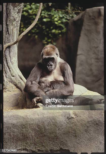 Brookfield, Illinois: Babs, 1 7-year-old gorilla, holds her baby while getting used to the new surroundings in the African section 2/6. An Asian and...