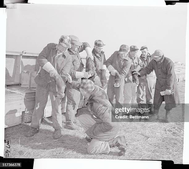 Grading of the pelts for market takes place at the pens. Kneeling is Embert Hinz, foreman of the farm. Some of the best animals are kept for breeding...