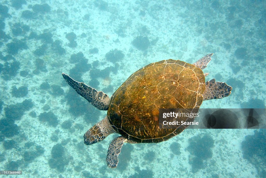 Green turtle and ocean floor
