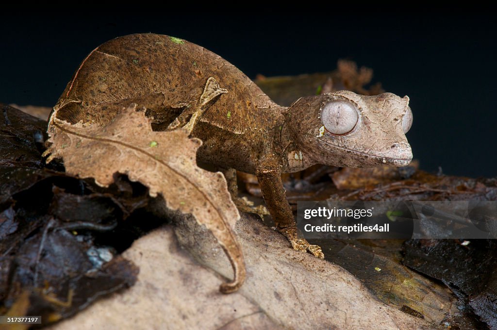 Satanic leaf-tailed gecko / Uroplatus phantasticus