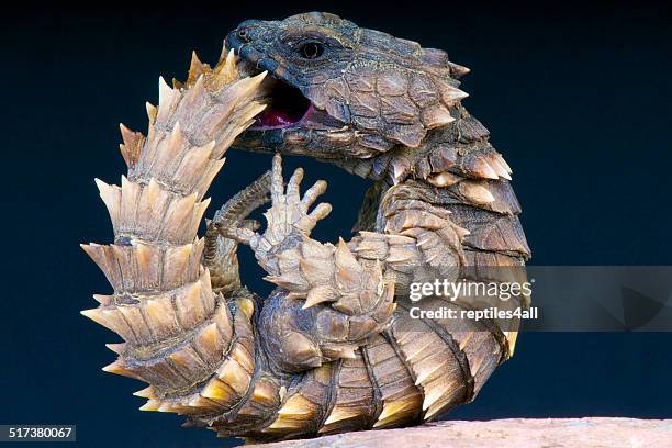 Armadillo girdled lizard / Cordylus cataphractus