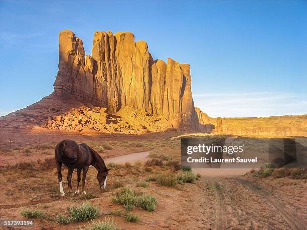 a horse at sunset in monument valley - laurent sauvel stock pictures, royalty-free photos & images