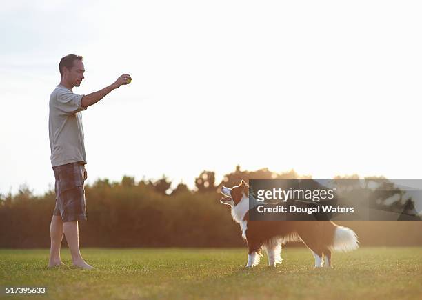 dog and owner playing with ball in field. - dog and ball photos et images de collection
