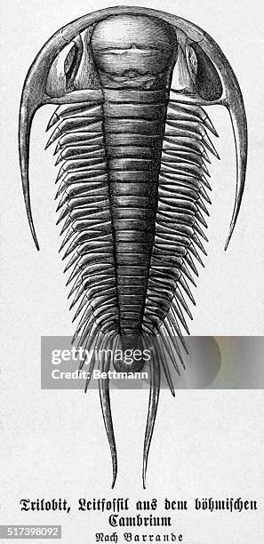 Cambrian system, Paleozoic age. Undated engraving