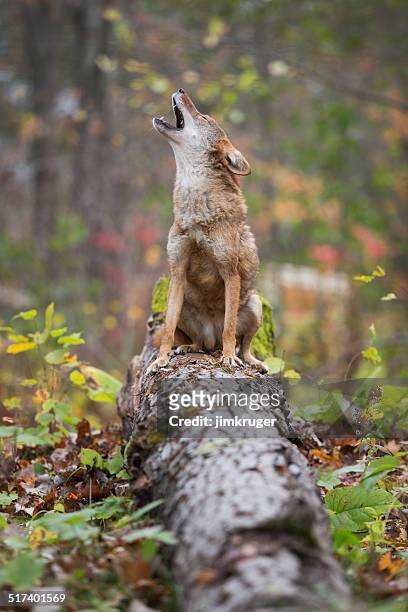 howling coyote. - howling stock pictures, royalty-free photos & images