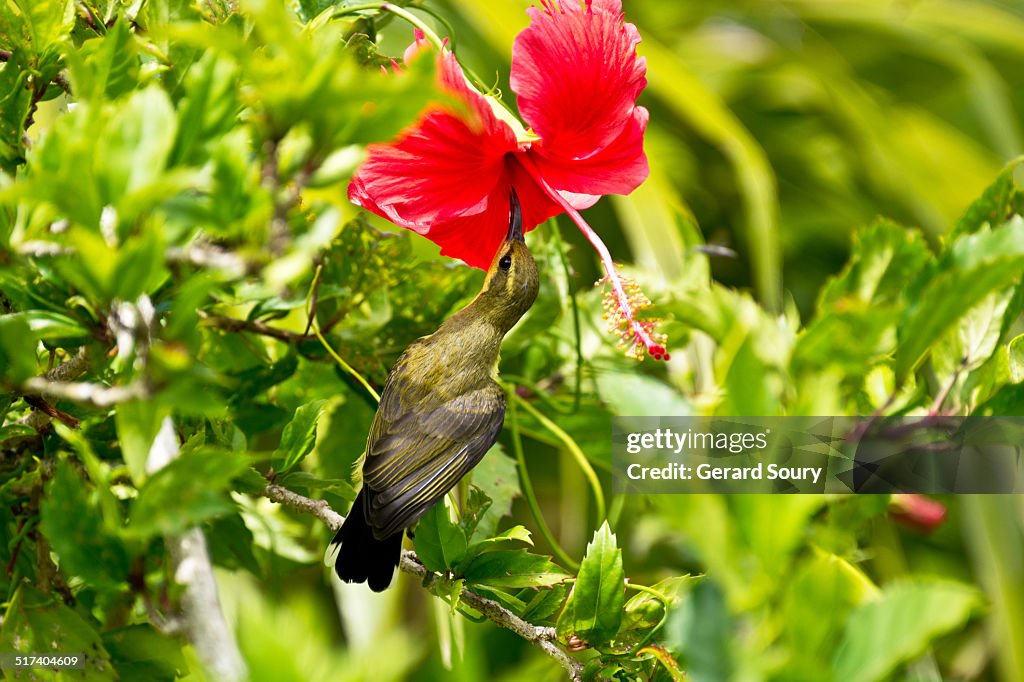 An Olive-backed Souimanga sipping nectar