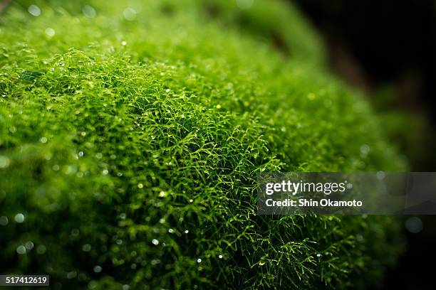 moss - mos plant stockfoto's en -beelden