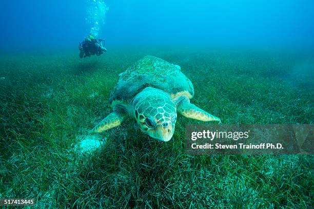 big ol' loggerhead turtle in eel grass meadows - sargaço imagens e fotografias de stock