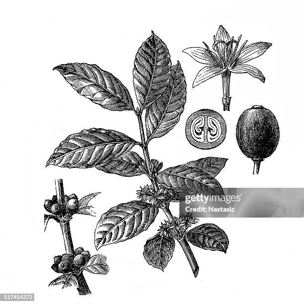 coffee - coffee plant stock illustrations