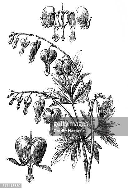 lamprocapnos spectabilis (bleeding heart) - bougainvillea stock illustrations