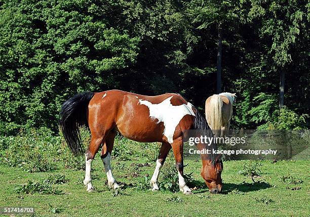 skewbald horse - skewbald stock pictures, royalty-free photos & images