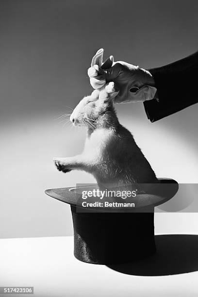 265 White Magician Rabbit Stock Photos, High-Res Pictures, and Images ...