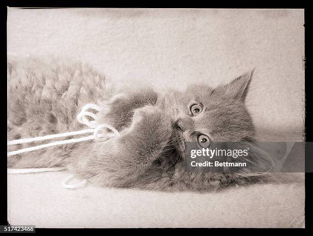 Persian kitten on the floor, having fun with some yarn. Undated.