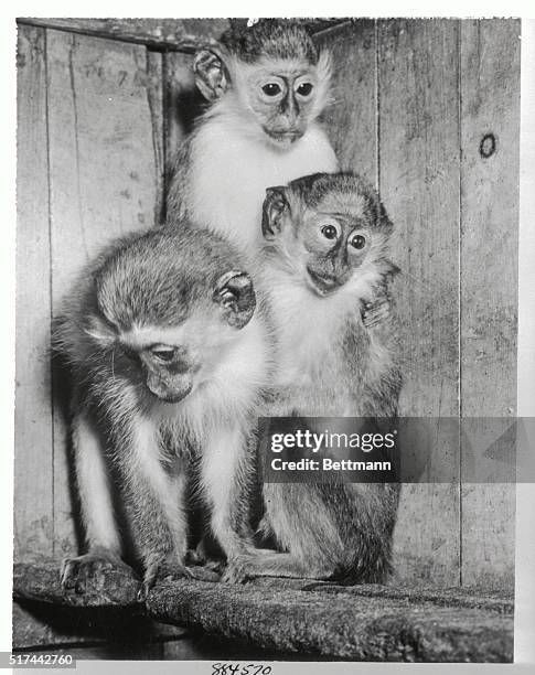 In case you're in doubt, these three little creatures are monkeys of the African Green Variety. They arrived at a Rochester Zoo after a tail-tingling...