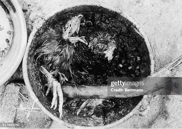 Ritually sacrificed chicken in a pot at a cult run ranch in Matamoros, Mexico. The cult was lead by Adolfo Constanzo, a drug dealer, serial killer...