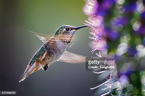 anna's hummingbird over pride of madeira flowers - kolibrie stockfoto's en -beelden