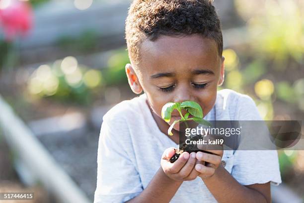 little boy in garden, smelling fresh herbs - sensory perception stock pictures, royalty-free photos & images