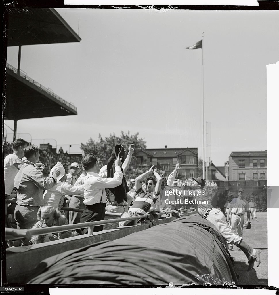 Infielder Reaching in Crowd