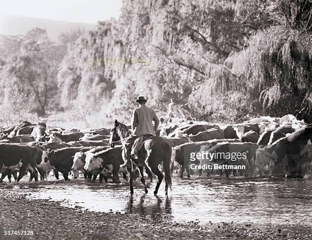 Australian beef cattle, sleek and fat, cross a river near Omeo while returning from summer pastures near the Victorian section of the Australian...