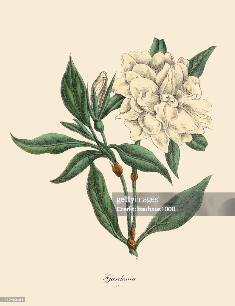 Gardenia planta, Victoriana Botánico ilustración