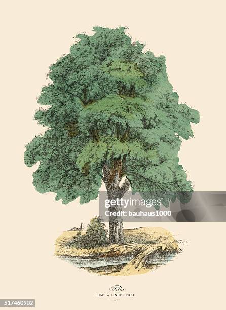 tilia tree or lime and linden, victorian botanical illustration - lime tree stock illustrations