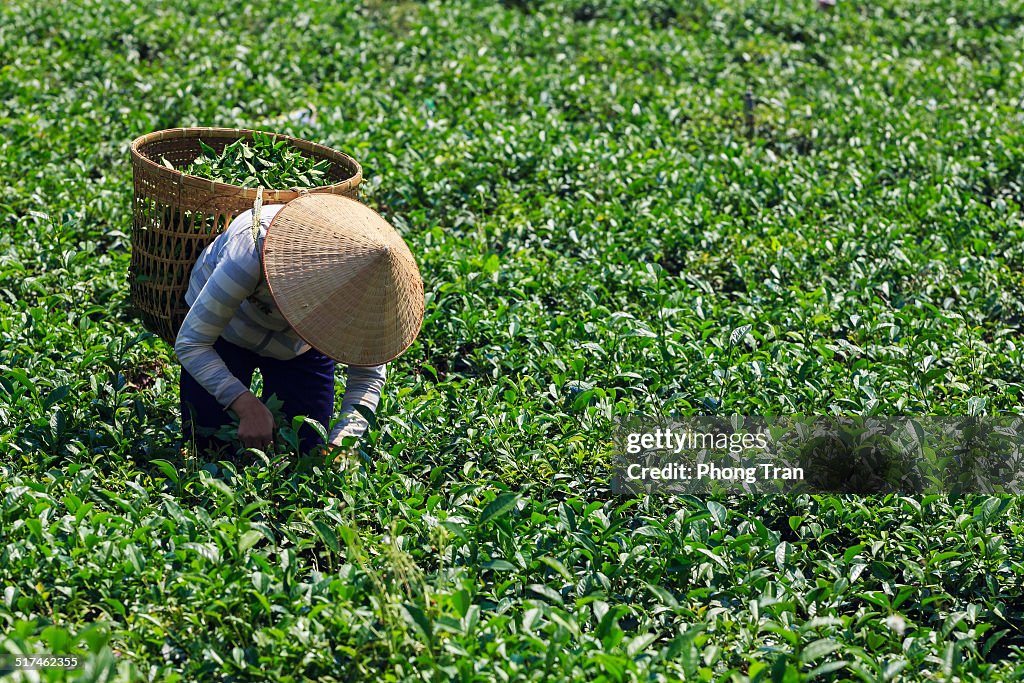 Woman is harvesting tea leaves