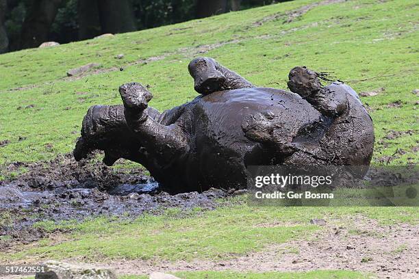 rhino mud bath - schlammbaden stock-fotos und bilder