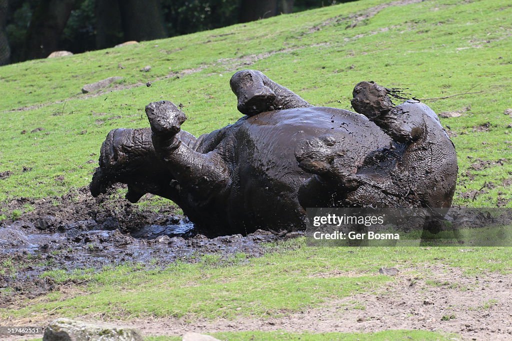 Rhino Mud Bath