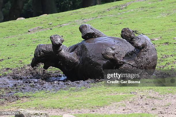 rhino mud bath - mudbath stock pictures, royalty-free photos & images