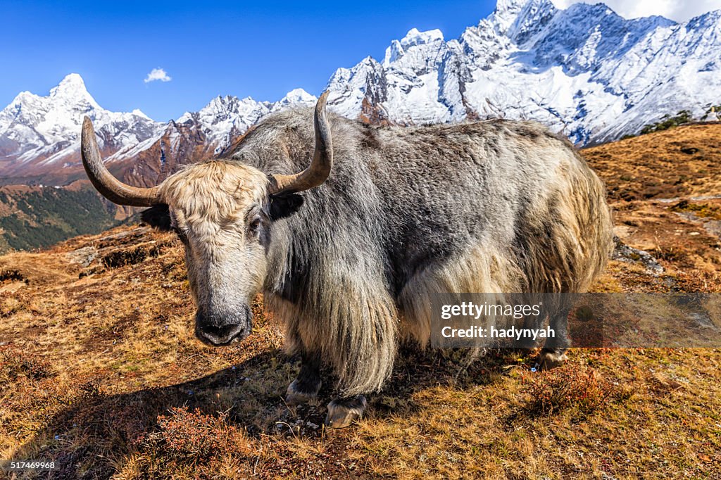 Yak on the trail, Mount Ama Dablam on background, Nepal