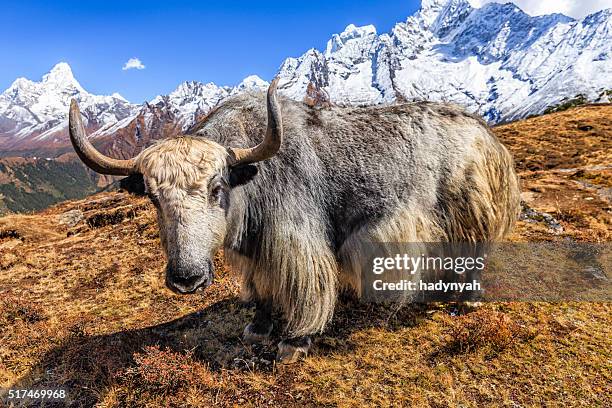 yak on the trail, mount ama dablam on background, nepal - yak stock pictures, royalty-free photos & images