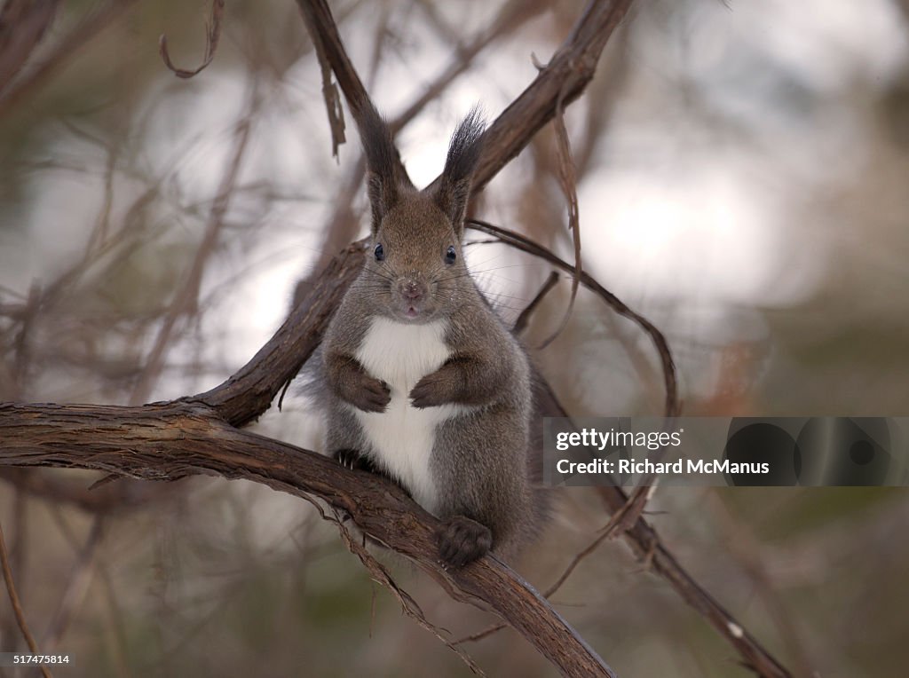 Hokkaido squirrel in tree.
