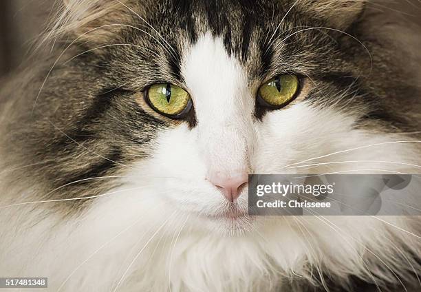 helga - norwegian forest cat stock pictures, royalty-free photos & images