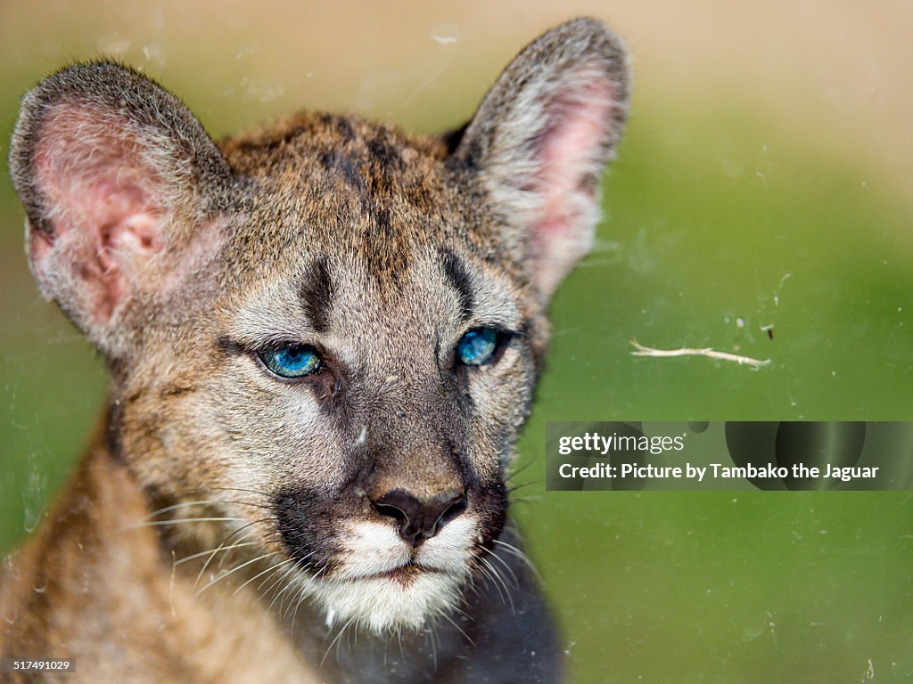 Portrait of a puma cub