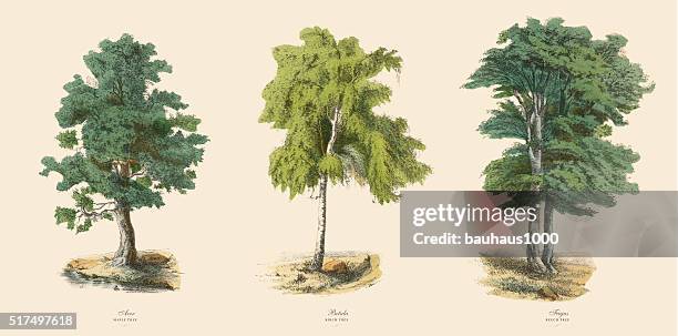 ornamental trees in the forest, victorian botanical illustration - birch tree forest stock illustrations