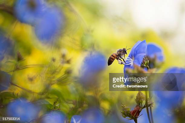 one honey bee stop on morning glory flower on soft blurred background. - bee flower grass stock-fotos und bilder