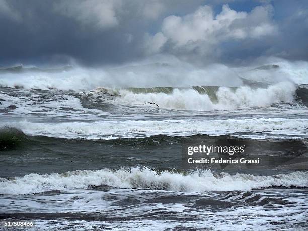 seagull flying over huge waves of the pacific ocean at pistol river state park, oregon - pistol river state park stock pictures, royalty-free photos & images