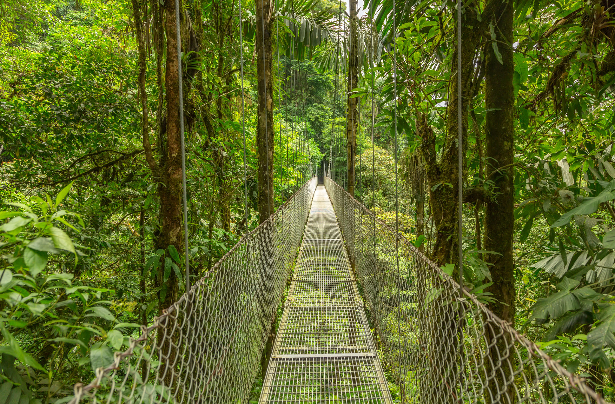 traveling Monteverde