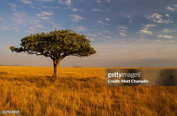 lone acacia tree on serengeti plains - savanah landscape stockfoto's en -beelden