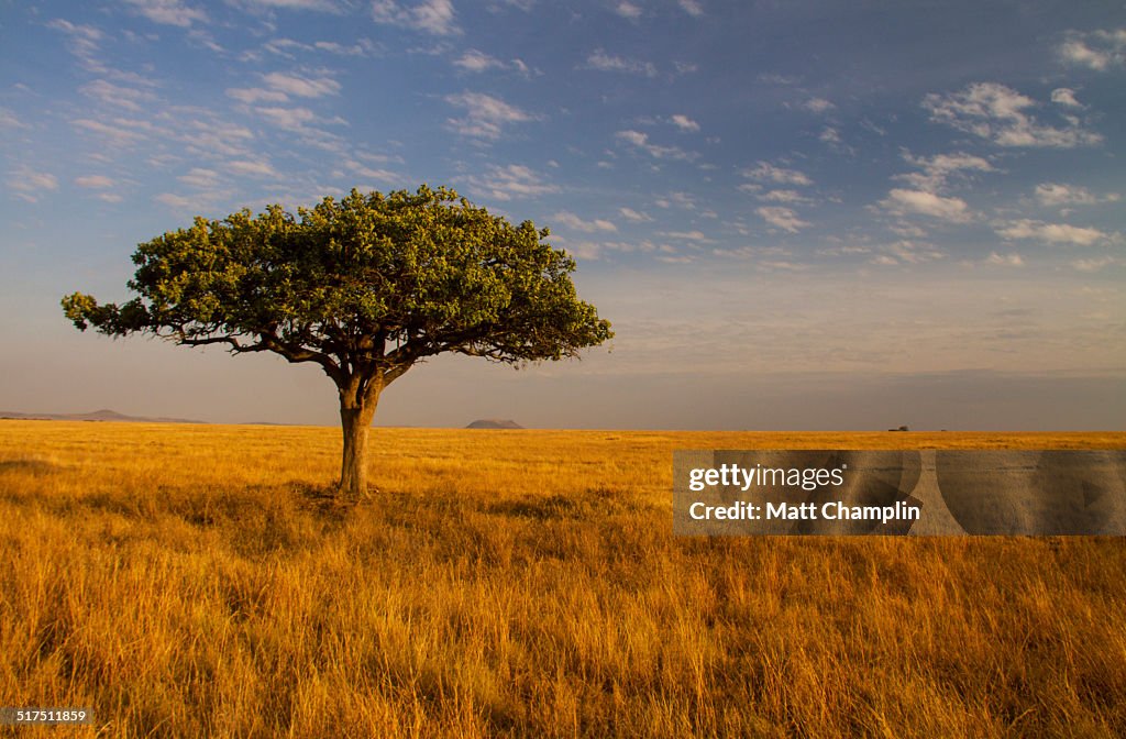 Lone Acacia Tree on Serengeti Plains