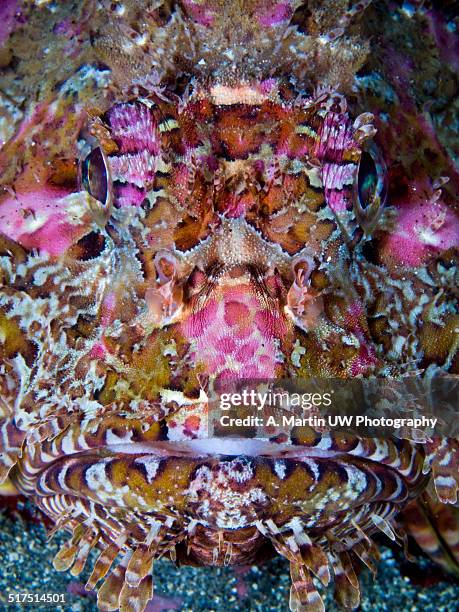 scorpion fish portrait - almuñecar stockfoto's en -beelden