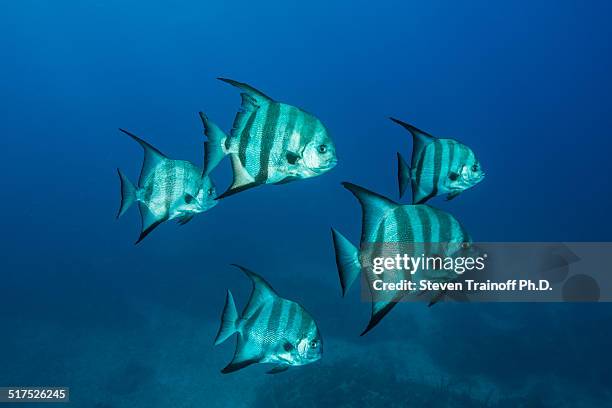 103 Atlantic Spadefish Stock Photos High Res Pictures And Images 103-atlantic-spadefish-stock-photos-high-res-pictures-and-images